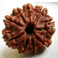 9 nine face rudraksha hyderabad